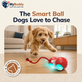 MyBuddy Interactive Rolling Ball